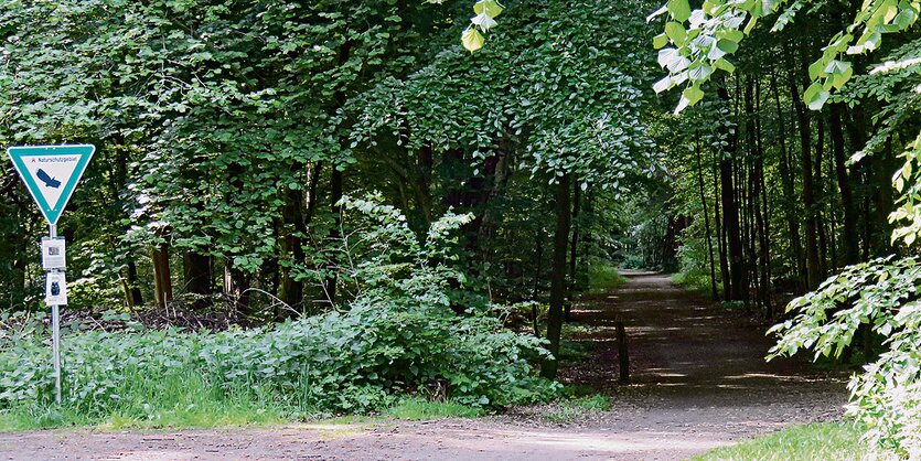 Ein Waldweg durch einen Laubwald.