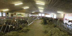 Rinder stehen in einem Stall mit Fenstern und Holzdecke.