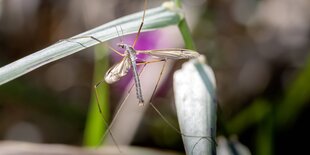 eine Wiesenschnake