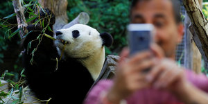 Ein Panda wird fotografiert