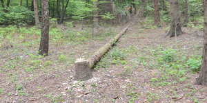 Umgefällter Baum im Hambacher Forst
