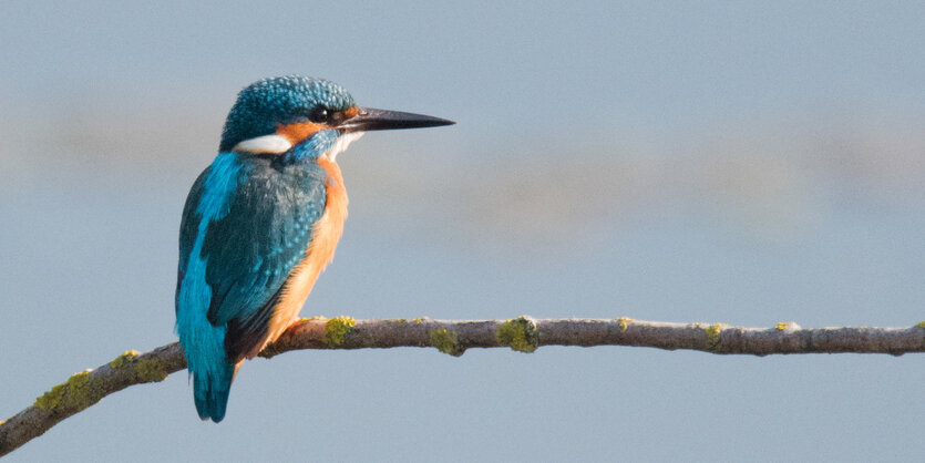 Ein kleiner blau-roter Vogel sitzt auf einem Ast