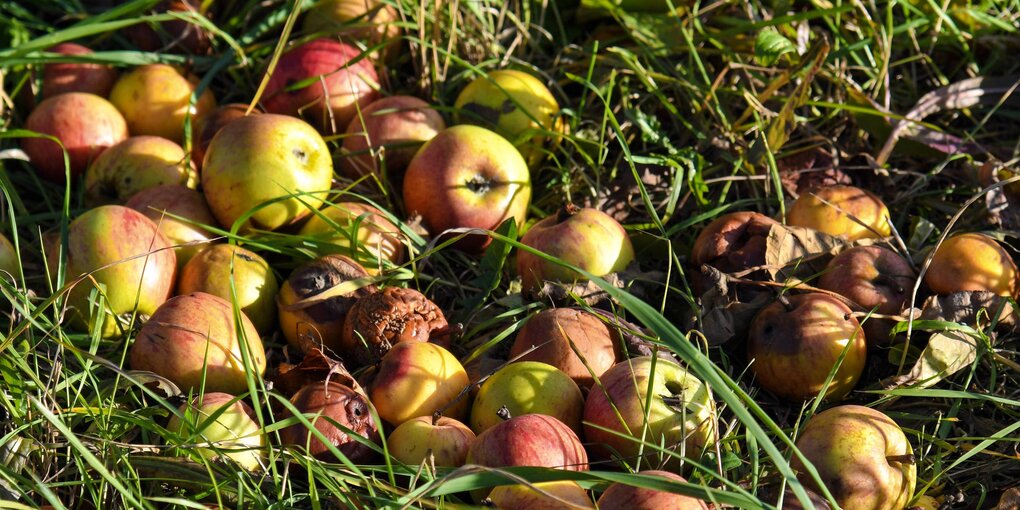 Faulende Äpfel liegen auf einer Wiese