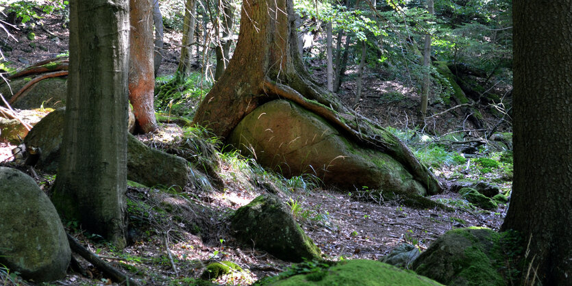 Wald auf dem Brocken