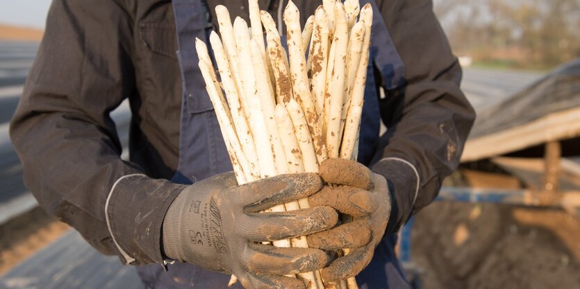 Frisch gestochener Spargel