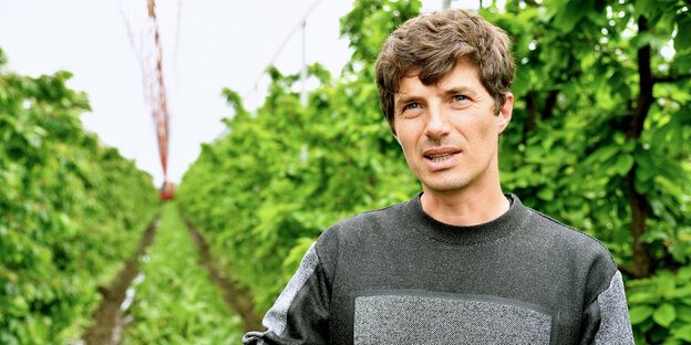 Ein Mann steht in einem Weinanbaufeld Ein Mann steht in einem Weinanbaufeld