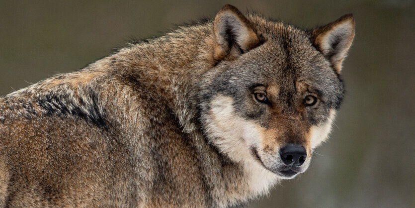 Ein Wolf guckt in die Kamera