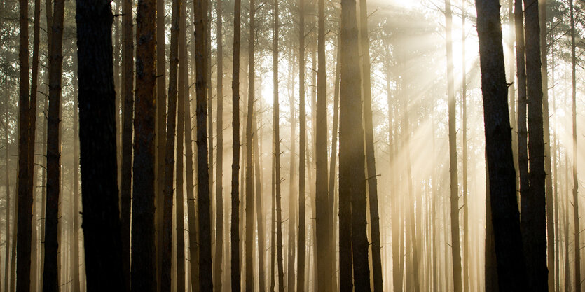 Licht bricht sich Weg in den Wald