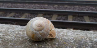 Schneckenhaus am Rande einer Bahnstrecke