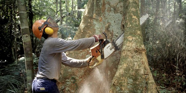 Ein Holzfäller arbeitet mit einer Kettensäge im Regenwald des Amazonas in Brasilien an einem Urwaldriesen