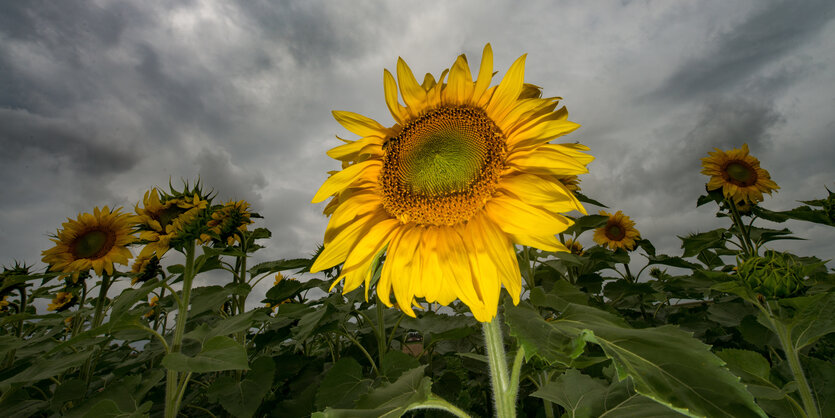 Eine Sonnenblume vor dunklen Wolken