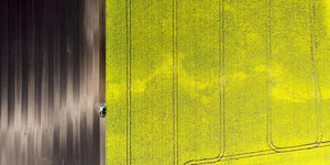 Ein Landwirt pflügt mit seinem Traktor neben einem Rapsfeld mit hellgelben Blüten.