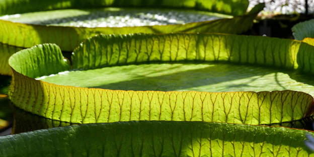 Blätter der Riesenseerose Victoria
