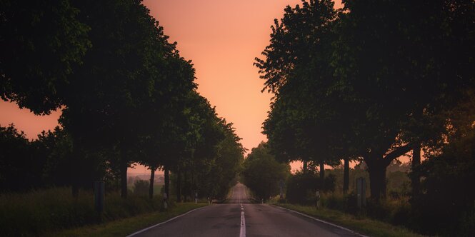 Eine Allee in der Abenddämmerung