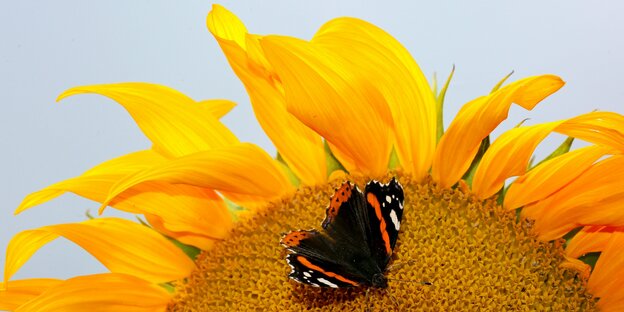 Ein Schmetterling hockt auf einer Sonnenblume