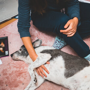 Ein Hund liegt auf dem Boden, eine Hand streichelt ihn. Von der Frau, der die Hand gehört, sieht man nur die Beine und einen Teil des Oberkörpers. Sie sitzt neben dem Hund auf dem Boden. Ein Hund liegt auf dem Boden, eine Hand streichelt ihn. Von der Frau, der die Hand gehört, sieht man nur die Beine und einen Teil des Oberkörpers. Sie sitzt neben dem Hund auf dem Boden.