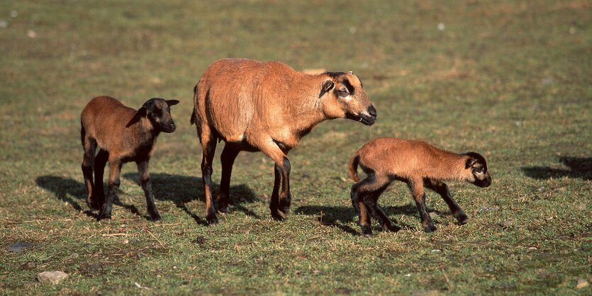 Ein Kamerunschaft und zwei Junge auf einer Wiese