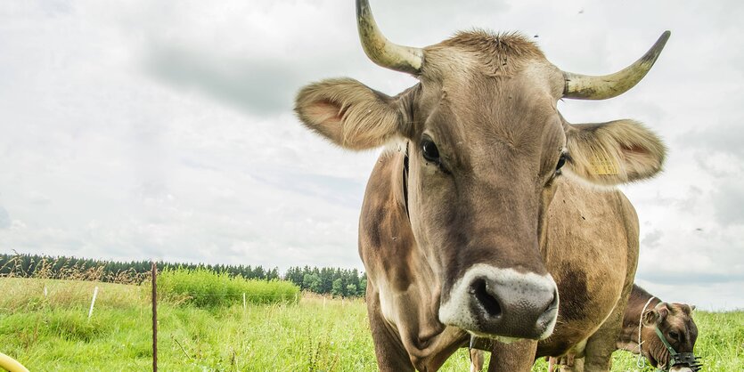 Kuh mit Hörnern auf einer grünen Wiese