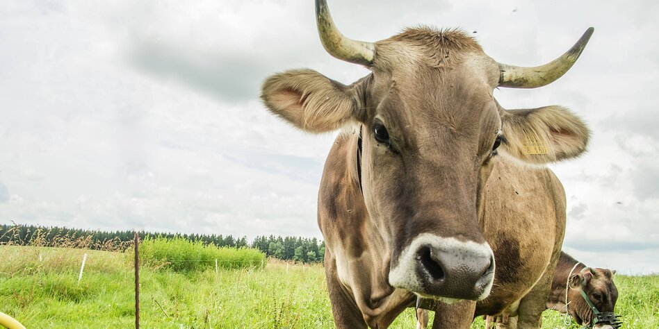 Hornlose Rinder auf Bioverband-Höfen: Demeter bricht die eigenen Regeln 