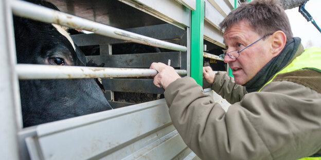 Tierarzt schaut durch Gitter in einen Transporanhänger, Rind schaut zurück