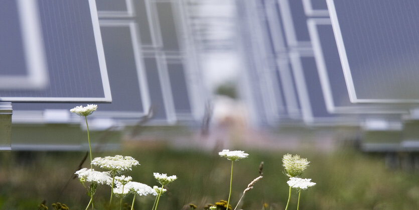 Eine grüne Wiese mit Solarzellen im Hintergrund.