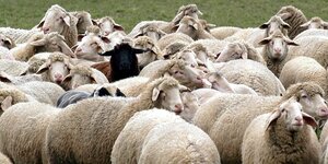 Schwarzes Schaf inmitten vieler weißer Schafe