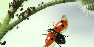 Ein Marienkäfer fliegt eine Pflanze mit Blattläusen an