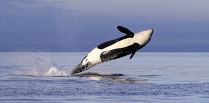 Ein Schwertwal springt aus dem Wasser