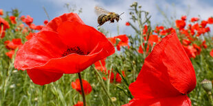 Rote Blumen zwischen grünem Gras