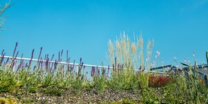 Schotterabhang mit Pflanzen, dahinter ein Geländer und blauer Himmel