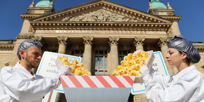 Peta protestiert vor der Urteilsverkündung mit einer symbolischen Kükenschredderaktion