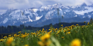 Schneebedeckte Berge, im Vordergrund Löwenzahn