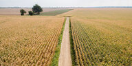 Eine Drohnenaufnahme aus der Vogelperspektive zeigt einen Feldweg, zu dessen Seiten sich bis zum Horizont weite Maisfelder erstrecken.