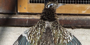 ein Vogel mit gespreiztem Gefieder von hinten