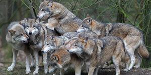 Ein Wolfsrudel im Natur- und Umweltpark in Güstrow