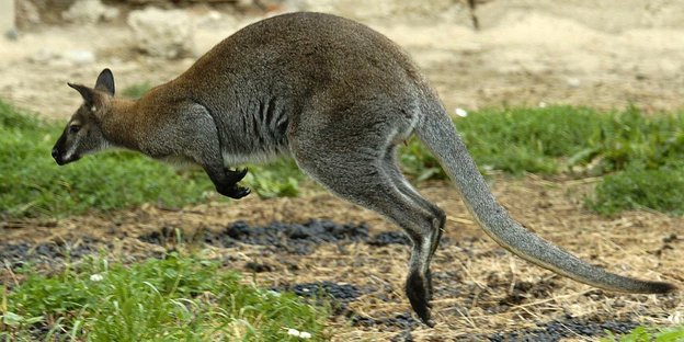 Ein springendes Känguru