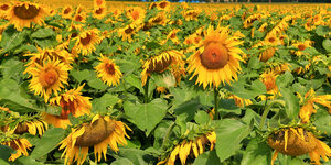 Ein Feld mit Sonnenblumen