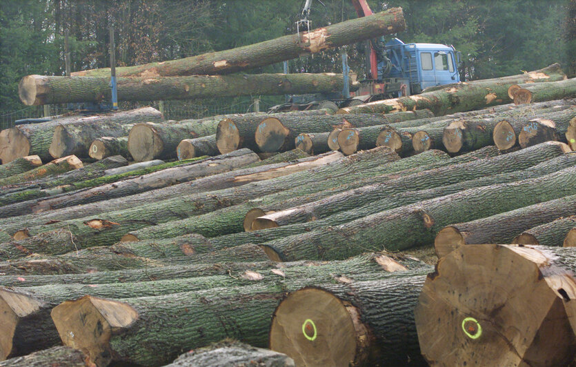 Baumstämme mit FSC-Siegel