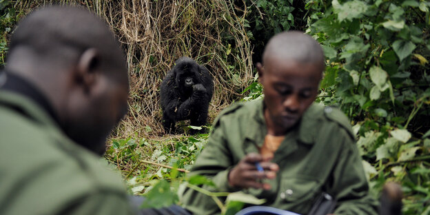 Ein Mann sitzt im Urwald, hinten im Bild ist ein Gorilla zu sehen