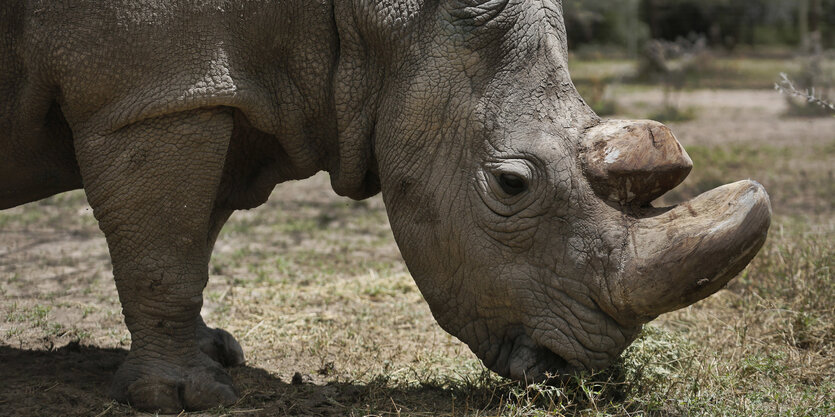 Nördliches Breitmaulnashorn