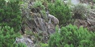Hirsch auf einem Fels