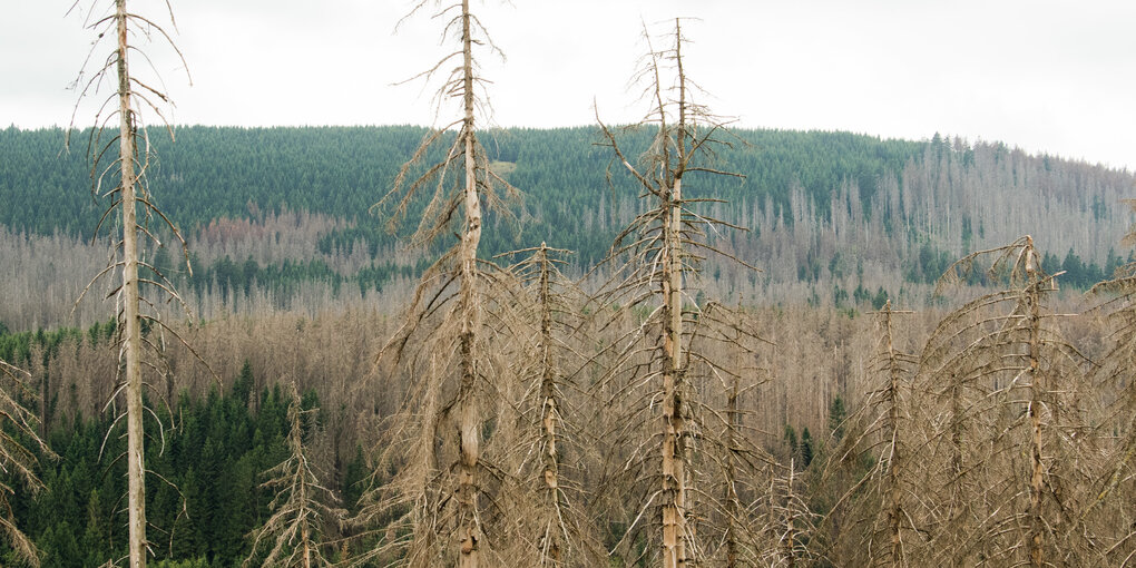 Blick auf einen von Borkenkäfern befallenen Nadelwald zwischen Torfhaus und Braunlage im Nationalpark Harz.