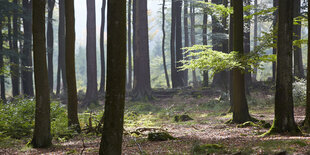 Blick in einen Wald