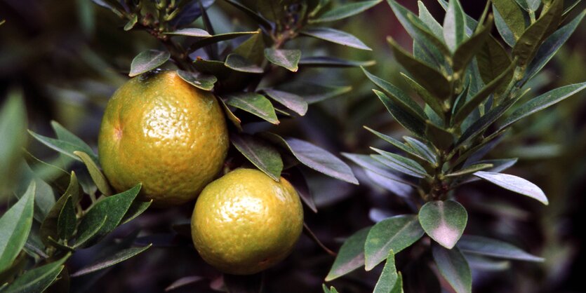 Zwei gelb-grün-orange Zitrusfrüchte hängen an einem dunkelgrünen Strauch