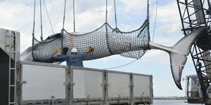 Ein weißer Wal, der in einem Netz hängt, wird auf einen Transporter verladen