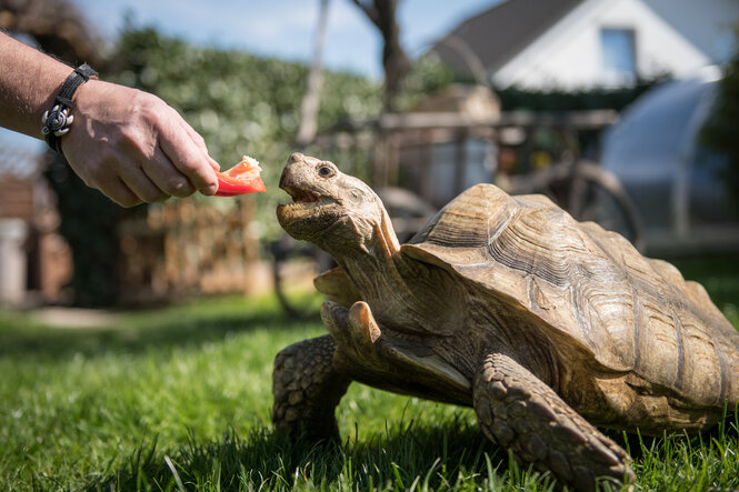 Eine große Schildkröte wird mit Melone gefüttert