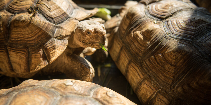 Drei Schildkröten, eine davon mit Grashalm im Mund