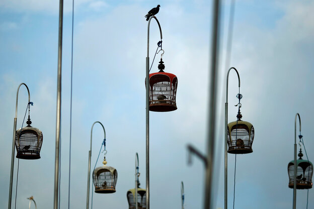 Tauben sitzen in Singapur in bunt verzierten Käfigen bei einem Singwettbewerb