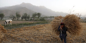 Ein mit Getreide beladener Bauer auf einem Feld nahe Kabul