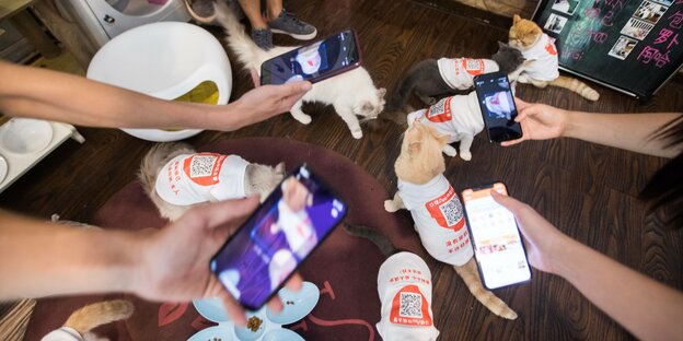Smartphonehaltende Hände über Katzen mit T-Shirts, auf denen QR-Codes gedruckt sind